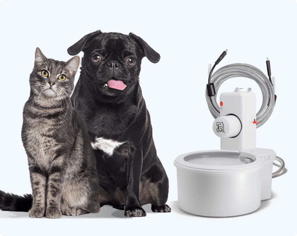 Always Full® Pet Water Bowl – Always Full Pet Water Bowl