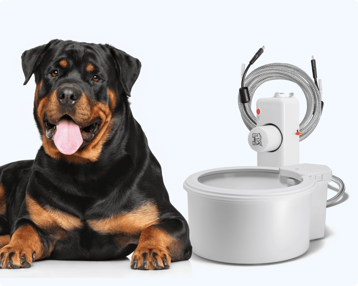 Always Full® Pet Water Bowl – Always Full Pet Water Bowl